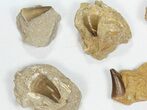 Lot: - Fossil Mosasaur Teeth In Rock - Pieces #77165-2